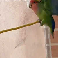 کوتوله فیشر بالغ نر|پرنده|خمینیشهر, |دیوار