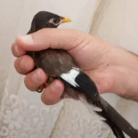 مرغ مینا