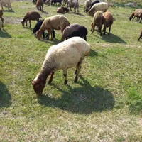 گوسفند ماده