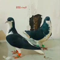 کفتر و کبوتر ساده سیاه