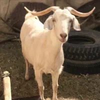 فروش بز سفید فرانسوی