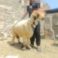 قوچ بختیاری درجه یک خاص پسند|حیوانات مزرعه|شیراز, معالی‌آباد|دیوار