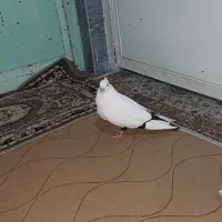 ماده دم سیاه