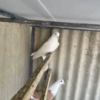 کبوتر پرشی یکجا|پرنده|دماوند, گیلاوند|دیوار