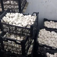 فروش قارچ به قیمت تولیدی