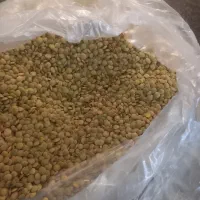 عدس سفید محلی تمیز بدون آشغال