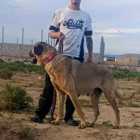 سگ عراقی واگذاری