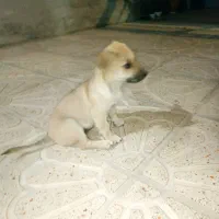 2 قلاده توله سگ پاکوتاه و سرابی