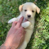 سگ پودل عروسکی