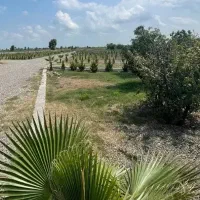 240-متر-زمین-شهرکی-سند-تکبرگ-اقساط-محمودآباد