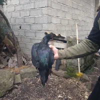 مرغ ی تیغ مشکی