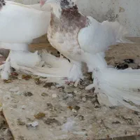 فروش کبوتر