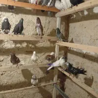 48 تا کبوتر پرشی جوجه کبوتر