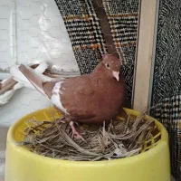 یک جفت اشعل سرک