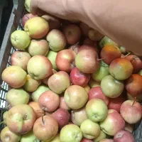 سیب درختی|خوردنی و آشامیدنی|قم, زند آباد|دیوار