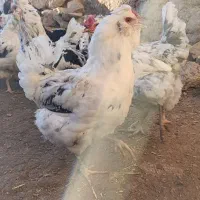 تخم مرغ گلین|حیوانات مزرعه|زنجان, |دیوار