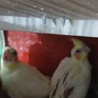 جوجه عروس هلندی