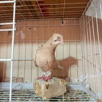 کوهی دم سفید لیمویی
