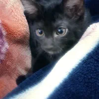 واگذاری رایگان  بچه گربه نر سه ماهه