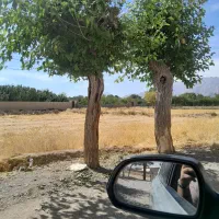 زمین مهریز پشت دادگستری سند شیش دانگ