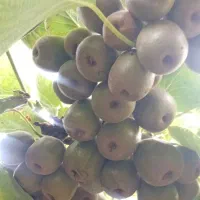 نهاال خونی  بارده. ۴ساله