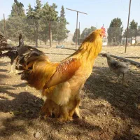 بوقلمون برنز و بوربون جوان و بالغ تمام ارگانیک|حیوانات مزرعه|هشتگرد, شهرک بعثت|دیوار