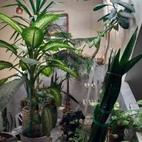 گل اپارتمانی