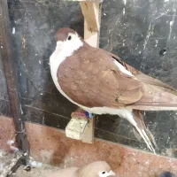 نر ماده هوایی|پرنده|مشهد, شهید بصیر|دیوار