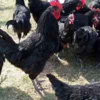 سربری سیاه سفید