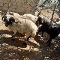 غوچ|حیوانات مزرعه|بلوک, |دیوار