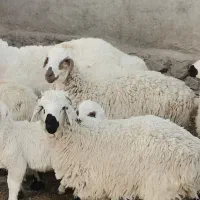 بره نر دورگ شیرمست   سرحال