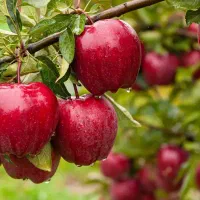 خرید نهال از معتبرترین مرکز تولید کننده|خدمات باغبانی و درختکاری|ابهر, |دیوار