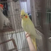 جوجه عروس هلندی