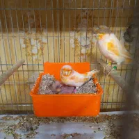 قناری نرو ماده