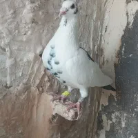 ماده پلنگ|پرنده|تربت‌حیدریه, باغ سلطانی|دیوار