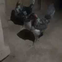 خروس گلین و دورگه مرغ گبر زرنگ