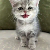 واگذاری بچه گربه اسکاتیش آنفولد (تبی گلد)|گربه|سنندج, |دیوار