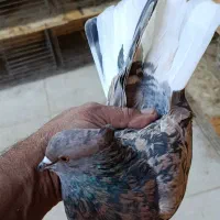 کبوتر پرشی تهرون