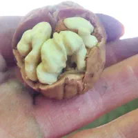 گردو شیروان