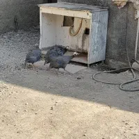 مرغ شاخدار|حیوانات مزرعه|صباشهر, |دیوار