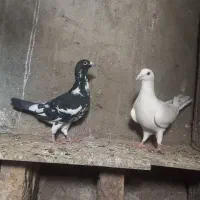 کبوتر پلاکی|پرنده|زرندیه, |دیوار