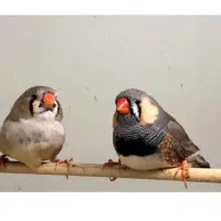 فنچ انگلیسی