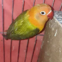 کوتوله دستی نژاد خارجی بویینگ اپلاین گرین