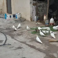 تهرانی معاوضه