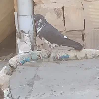 کفتر کبوتر|پرنده|بهارستان, |دیوار