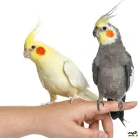 عروس هلندی سخن گو