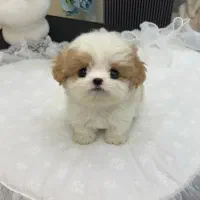 سگ های مینیاتور پاکوتاه و پشمالو واکسینه شده|سگ|خرمآباد, |دیوار