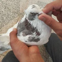 شش عدد کبوتر
