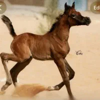 خرید فوروش اسب عرب و مشاورهه