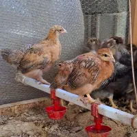 جوجه مرغ ۵۰ روز|حیوانات مزرعه|قائمشهر, |دیوار